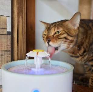 Se você tem um cachorro ou gato em casa, precisa se atentar a esses cuidados na nova onda de calor