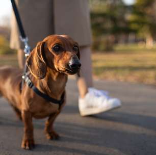 As 10 raças de cachorro mais propensas a ficar doentes, segundo especialistas em saúde canina