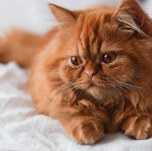 As 5 raças de gato mais propensas a ficar doentes, segundo especialistas em saúde felina