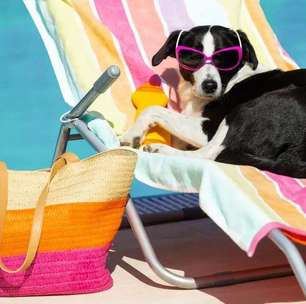Verão: veja como cuidar dos pets na praia ou piscina