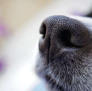 Com quantos anos você descobriu que o focinho de cachorro revela uma característica única do seu pet?