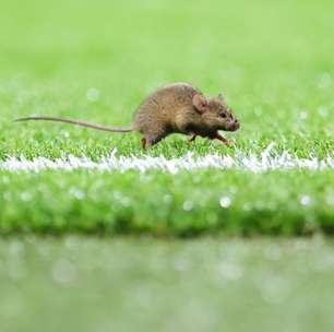 Rato 'invade' gramado antes de partida do Manchester United