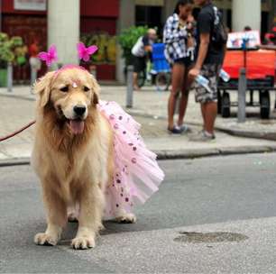 5 vilões para os cães nos bloquinhos de Carnaval