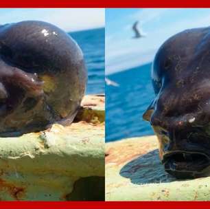 Pescador captura peixe com 'cabeça de alien' no Ártico; veja