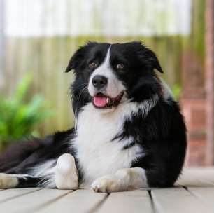 Essas 7 raças de cachorro são as mais espertas e dominam o adestramento com facilidade