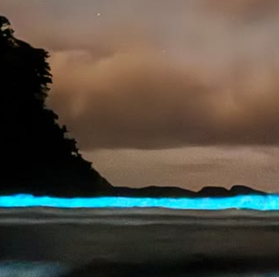Mar em Ubatuba surpreende banhistas com 'ondas fluorescentes'; veja vídeo