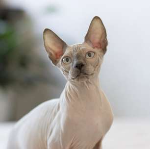 Esses gatos exóticos impressionam pela aparência incomum: conheça 8 raças domésticas raras