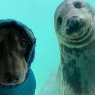 Conheça a história da amizade improvável de uma foca com um cachorro