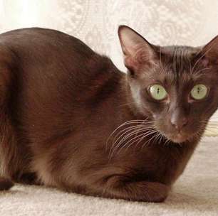 Nem laranja, nem tricolor: essas 3 cores de gato são as mais raras que existem no mundo animal