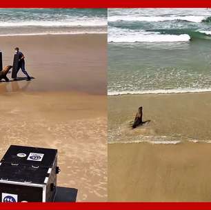 Lobo-marinho encalha em Guarujá e dribla resgate na faixa de areia