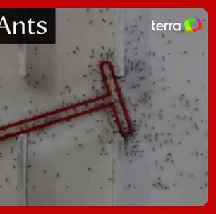 Formigas superam humanos em teste de inteligência coletiva