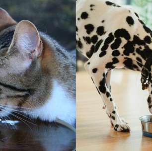 Março Amarelo: descubra se seu cachorro ou gato tem pedra nos rins
