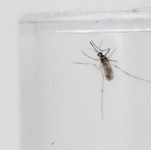 São Paulo registra 20 mortes por febre amarela; é o maior nº em 7 anos