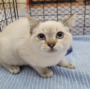 Itaquá Park Shopping recebe feira de adoção de cães e gatos neste sábado