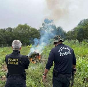 Associação protestará contra destruição de plantação de cannabis medicinal