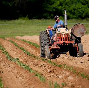 Cortes em série e o preço da eficiência: EUA enfrentam crise biológica após demissões em massa no Departamento de Agricultura