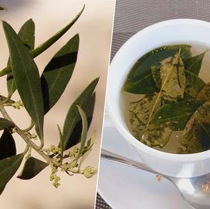Fazer uma infusão com folhas de oliveira parece ótimo e saudável, mas a ciência tem dúvidas sobre isso