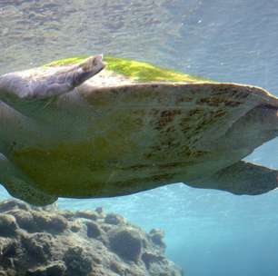 Tartarugas-oliva e tartarugas-de-couro: espécies que migram para desova no Brasil