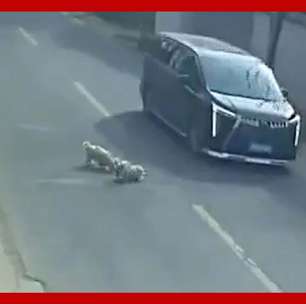 Cães trabalham juntos e salvam cachorrinho atropelado por carro na China