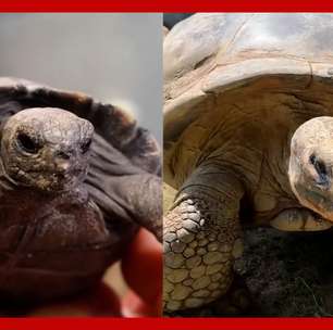 Tartaruga-das-galápagos se torna mãe pela primeira vez aos 100 anos