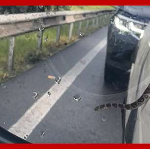 Cobra rasteja na janela de carro parado no trânsito em Santa Catarina