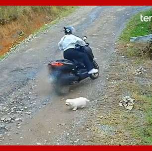 Câmera flagra cachorrinha sendo abandonada por mulher em SC; animal será adotado
