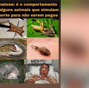 Filho de Lula diz que Bolsonaro é como 'animais que simulam morte para não serem pegos'