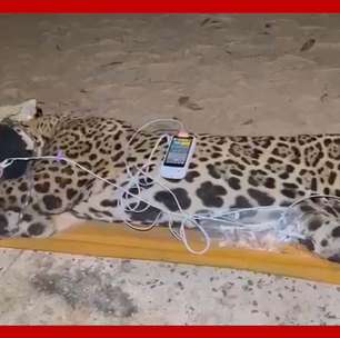 Onça que atacou e matou caseiro é capturada no Pantanal