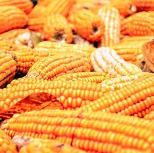 Doce de milho: conheça 4 opções para sua Festa Junina!