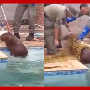 Capivara é resgatada após ser flagrada tomando banho em piscina no RJ