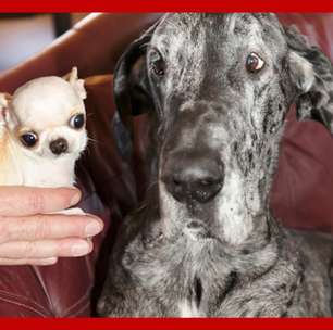 Cães mais alto e mais baixo do mundo se encontram e interação entre eles surpreende