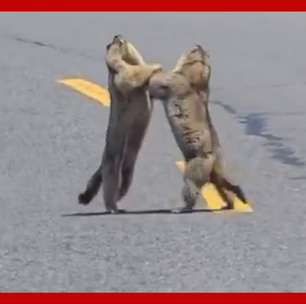 Marmotas protagonizam briga no meio de rodovia e causam congestionamento na China