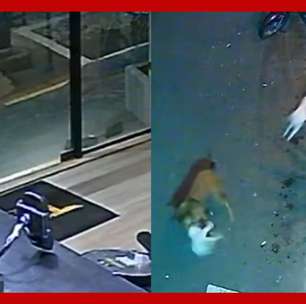 Gato mascote de academia dá 'voadora' em cão e salva gatinha de ataque no interior de SP
