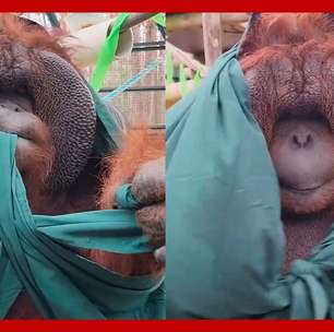 Zoológico americano flagra orangotango dando nó em tecido e encanta internautas