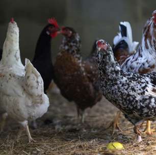 Governo de Minas Gerais determina descarte de 450 toneladas de ovos trazidos do RS
