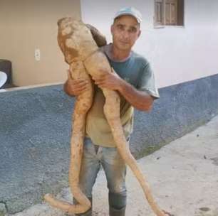 Mandioca em forma de gente causa espanto; saiba tudo sobre a iguaria