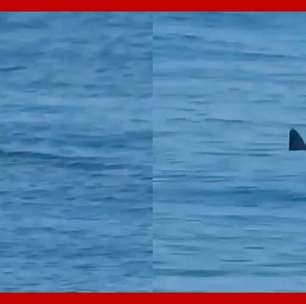 Tubarão é avistado em praia movimentada do Rio de Janeiro