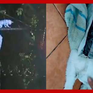 Gato 'traficante' é capturado carregando drogas para presídio na Costa Rica