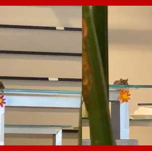 Rato aparece em 'bandejão' da PUC-SP e universidade interdita local