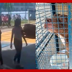 Vídeo mostra momento da invasão de pitbull em escola do Rio de Janeiro