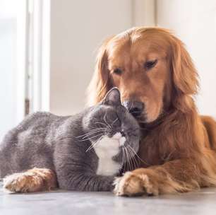 7 raças de cachorro ideais para quem tem gato