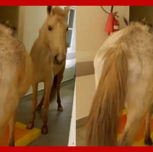 Cavalos são flagrados dentro de hospital na região serrana do Rio de Janeiro