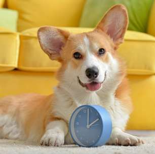 8 motivos para manter a rotina de cães e gatos