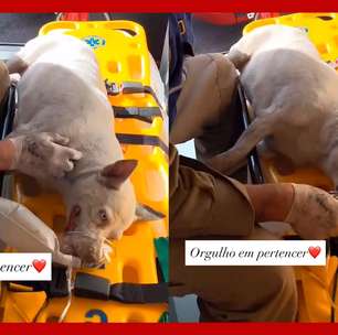 Bombeiros usam oxigênio para salvar cachorra resgatada de incêndio no Paraná