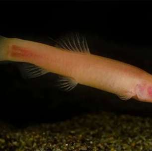 Peixe-vampiro é achado na África: morre sob a luz do sol