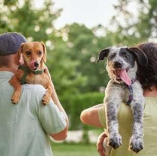 Pesquisas indicam que cães e seus tutores podem ter traços semelhantes de personalidade