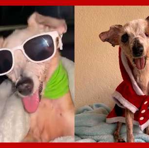 Vira-lata Pingo, conhecido na internet como 'cachorro fóssil', morre aos 21 anos