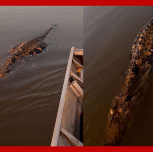 Jacaré dá susto em família ao 'reviver' durante travessia de barco