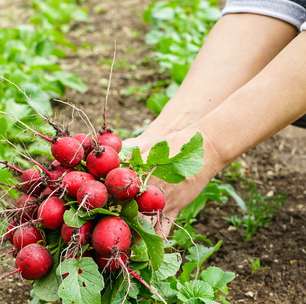 O melhor jeito de ter alimentos frescos sem sair de casa é esse