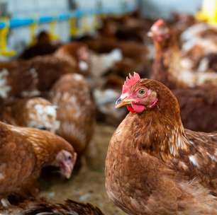Exportações de frango recuam após gripe aviária, mas BB projeta retomada